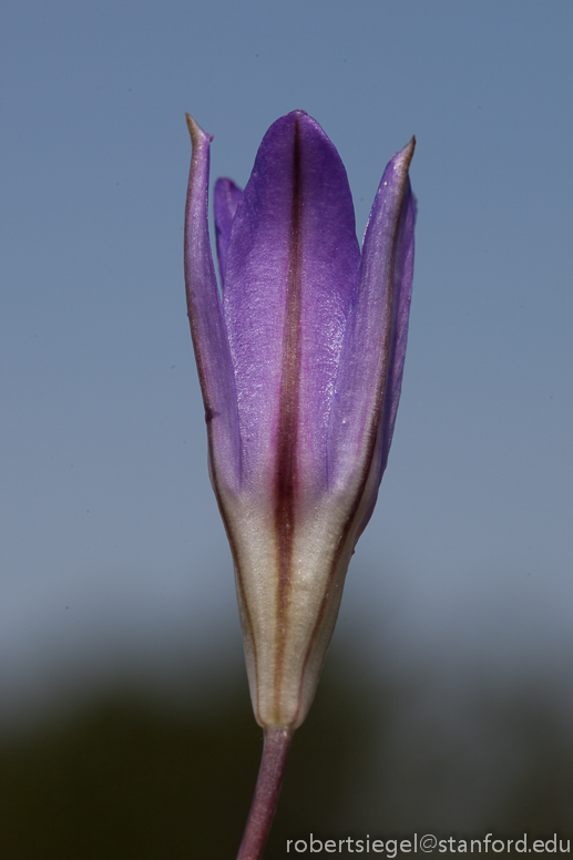 brodiaea